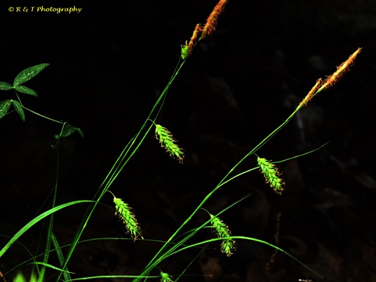 {Carex cherokeensis}